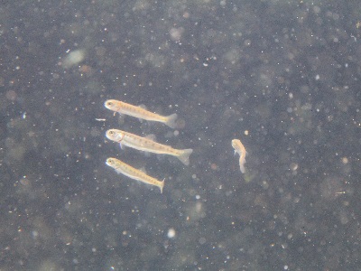 20141227サケ稚魚池出し③
