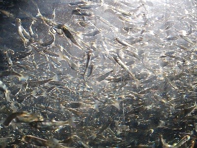 サケ稚魚群泳1