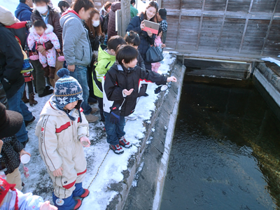 かんさつ池のサケ稚魚たちのエサやり