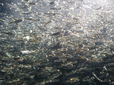 サケ稚魚群泳2