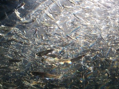 サケ稚魚群泳3