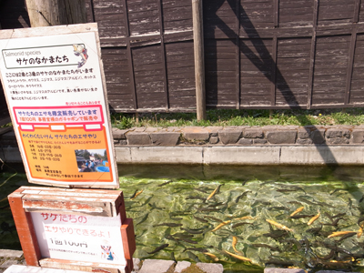 サケのエサ販売開始