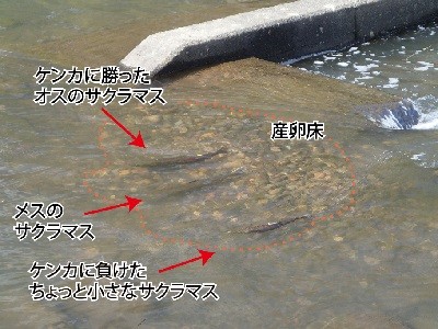 サクラマスの産卵床の様子