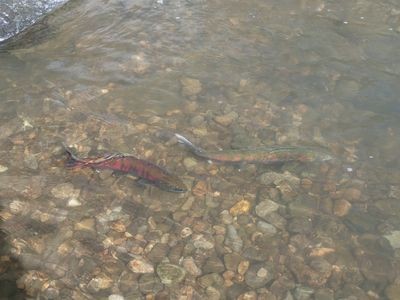 産卵行動中のサクラマスたち