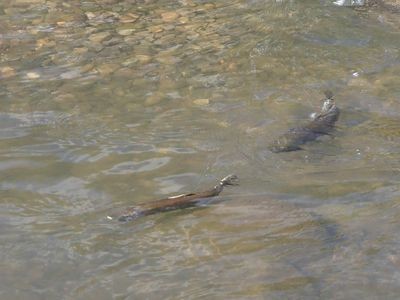 ケンカしているサクラマス