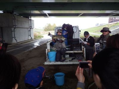 豊平川サーモンウォッチング③