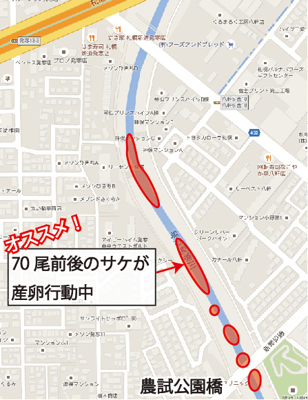 琴似発寒川サケ観察ポイント