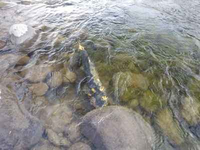 流れの弱いところで休むサケ