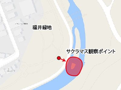 サクラ観察ポイント_拡大