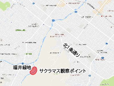 サクラ観察ポイント_引き