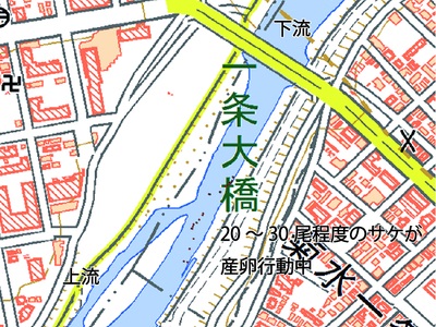 一条大橋観察ポイント