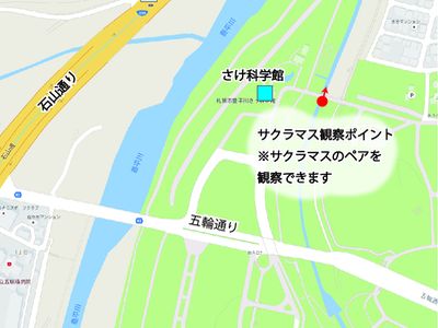 20161001真駒内川サクラマス観察ポイント
