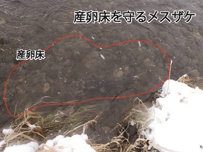 産卵床を守るメスザケ
