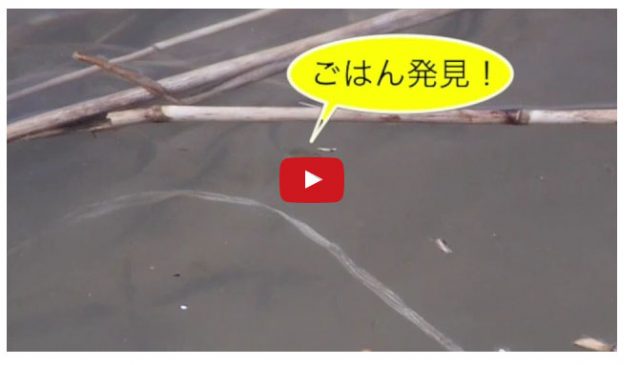 サケの動画