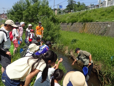 北の沢川さかなウォッチング