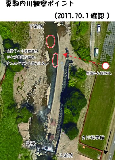 20171001真駒内川サケ観察ポイント