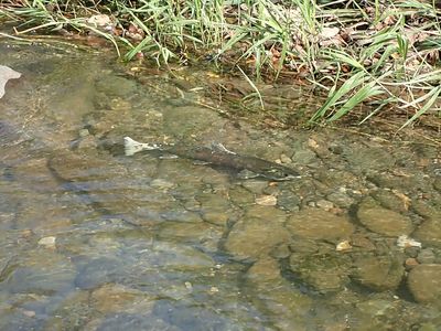 産卵床を守るサクラマスのメス