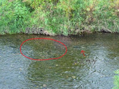 琴似発寒川メスザケと産卵床