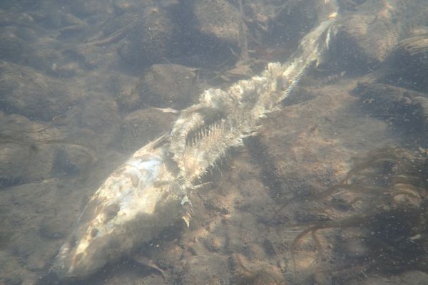 20180110琴似発寒川のホッチャレ