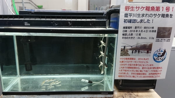 サケ稚魚第1号展示
