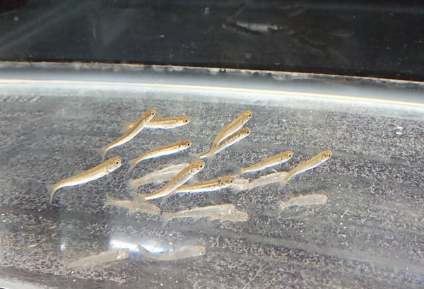 野生サケ稚魚