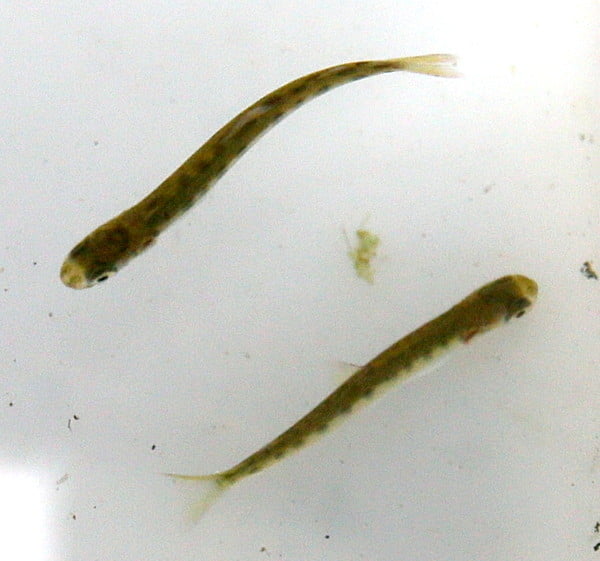 サケ稚魚