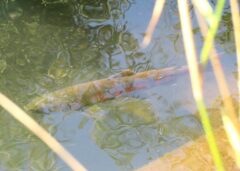 ↑ 038 サクラマス 9/26 琴似発寒川寒月橋下流右岸 近くでサクラマス??見たの初めてでうれしかったです。 2019-038